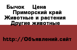 Бычок  › Цена ­ 10 000 - Приморский край Животные и растения » Другие животные   